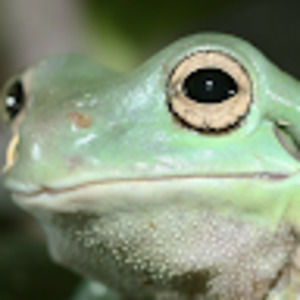 Meet your Posher, Lucius